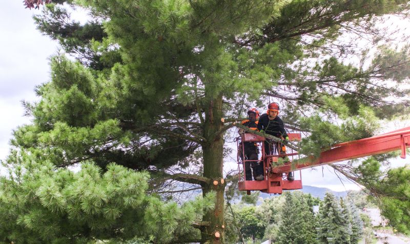 Contact About Pine Tree Trimming