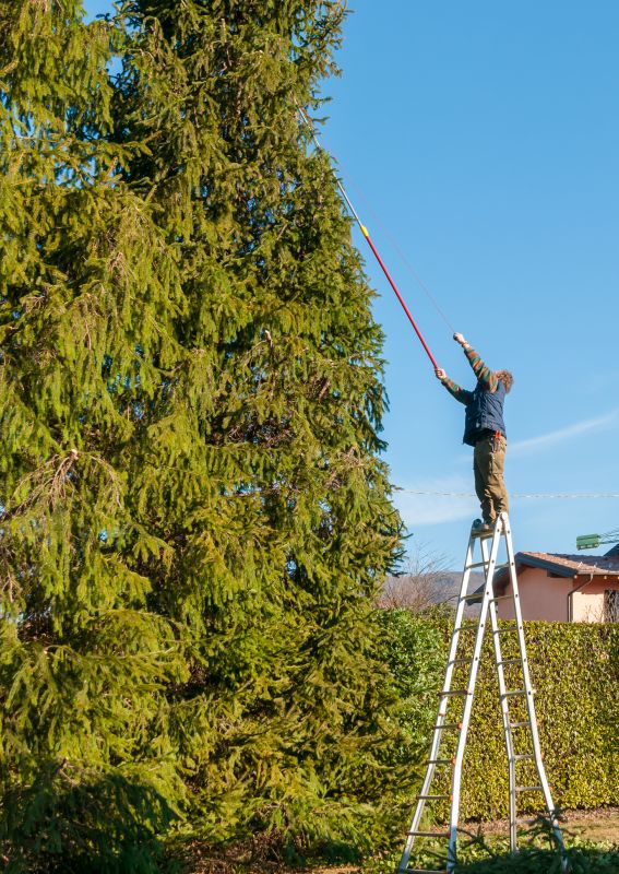 Pine Tree Trimming Promotions