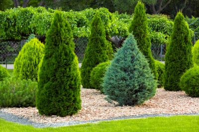 Give Your Pine Tree The Desired Look By Getting Professional Trimming!