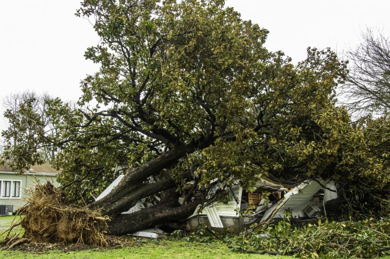 Storm Damage Tree