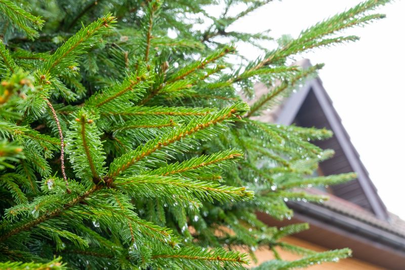 Pine Tree Trimming Costs — Cost of Pine Tree Trimming