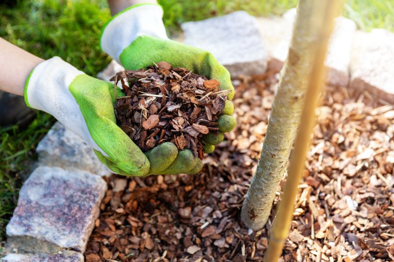 Mulching with Pine Trimmings