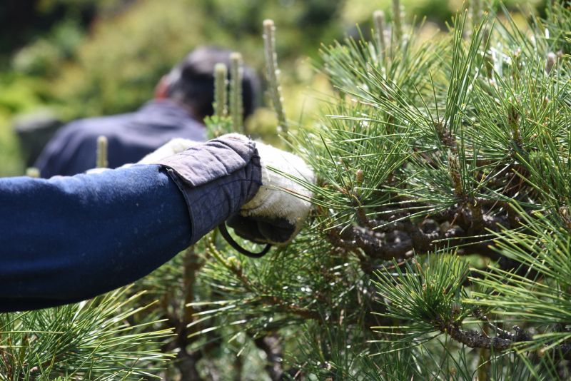 Pine Tree Trimming in Winter