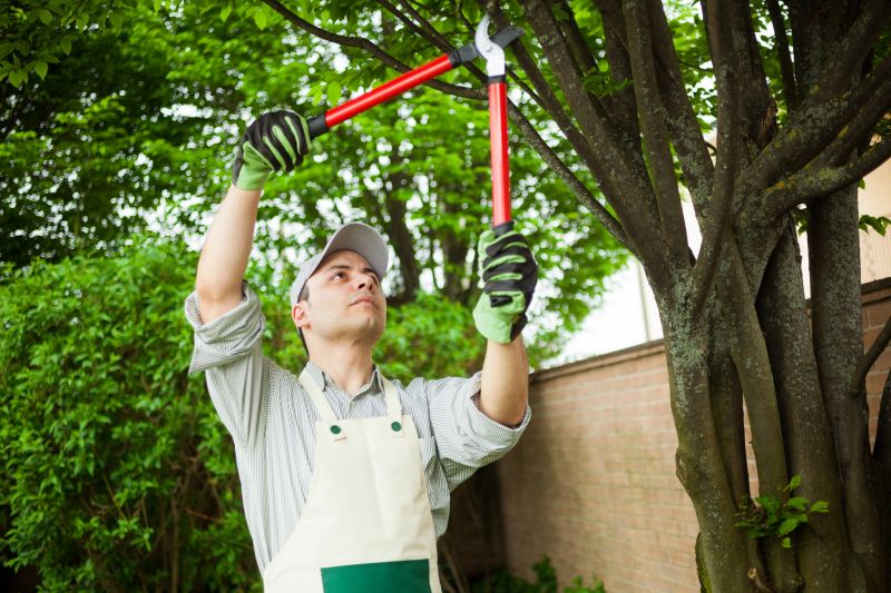 Arborist at Work