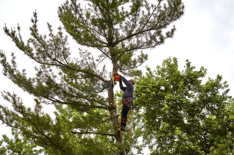 Certified Arborists