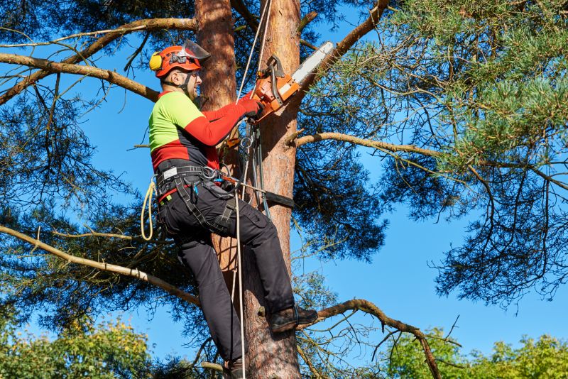 Local Tree Service Companies