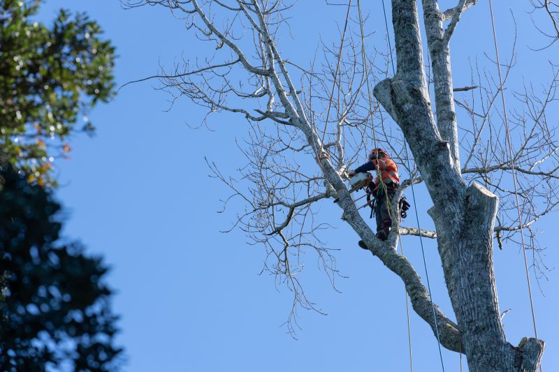 Tree Care Consultants