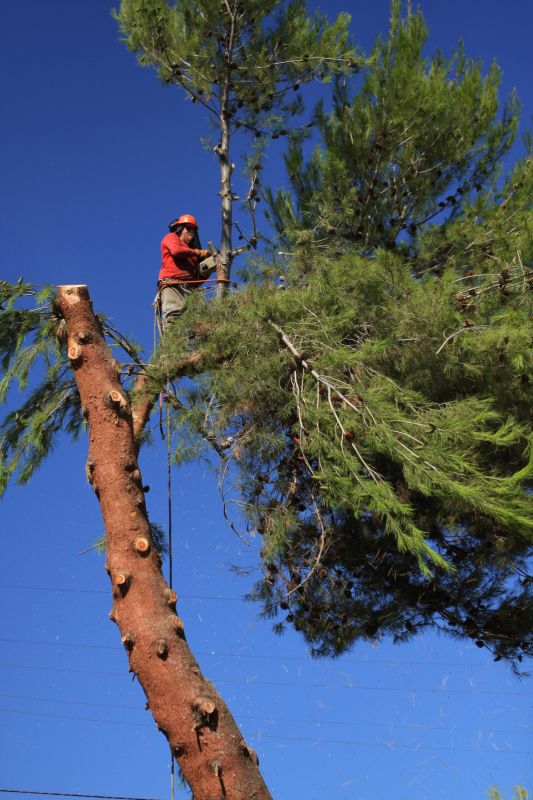 Tools Used for Pine Tree Trimming