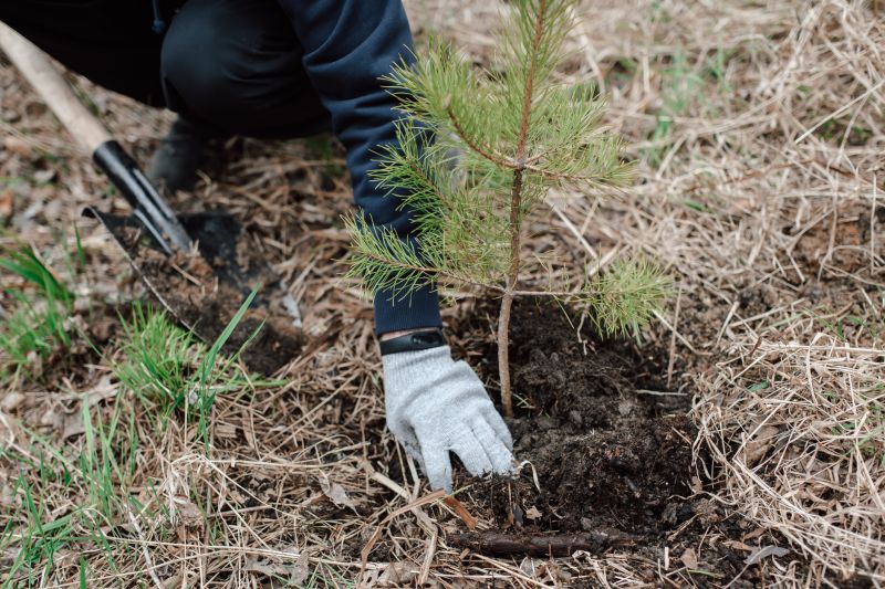 Healthy Pine Tree Growth