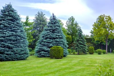 Get Professional Trimming and Remove Diseased or Damaged Branches!